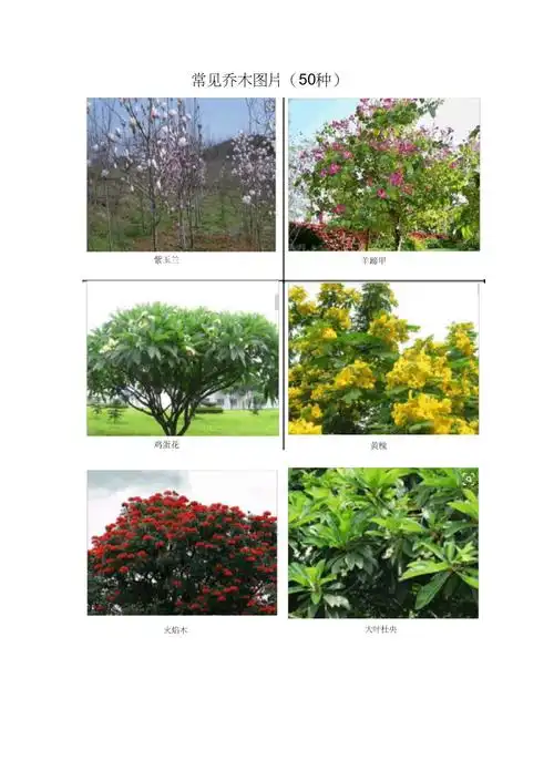 常见乔木图片