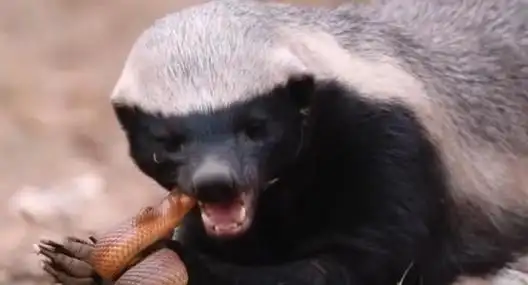 "平头哥"蜜獾:人类,你对我的脾气一无所知