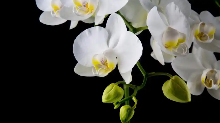 白色蝴蝶兰摄影图片桌面壁纸