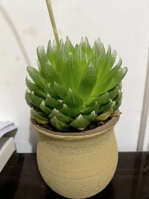 玉露开花了,等了1个月终于看见开花了98