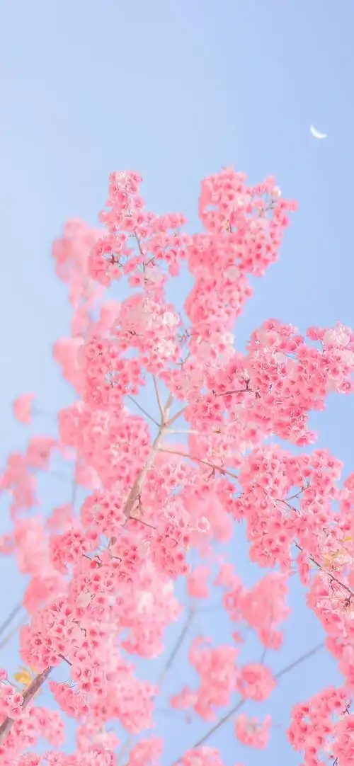 粉色鲜花盛开风景手机壁纸