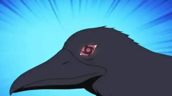 止水为什么把眼睛放乌鸦身上,看到鼬的幻术懂了,只有这里最安全_天神