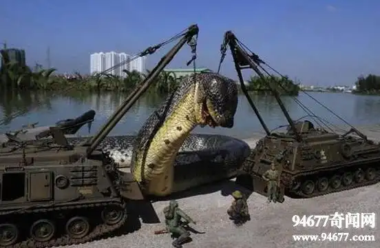 世界上最大的蛇,长达19米的桂花巨蟒(吉尼斯认证)