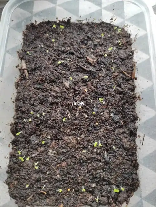 最近降温播了些自收的瓜叶菊种子