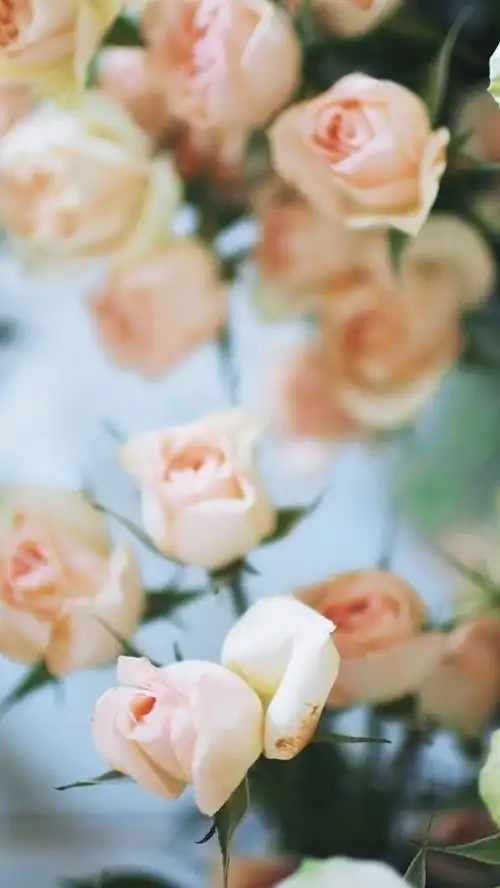 粉红色的玫瑰鲜花 640x1136 iphone 5/5s/5c/se 壁纸,图片,背景,照片