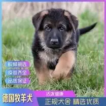出售德国牧羊犬幼犬活体纯种狼狗警犬幼崽锤系黑背犬弓背德牧幼犬