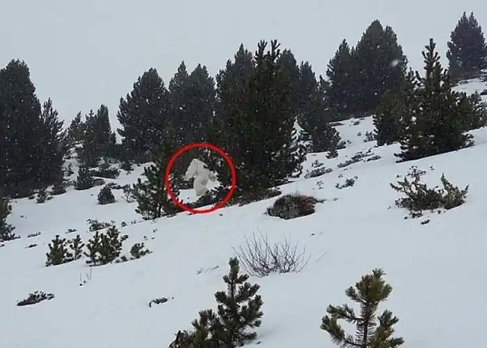 地球十大不明生物:神农架野人上榜,澳洲本耶普专吃小孩!