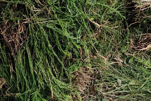 0/斤 甘肃高山 野生麦黄草