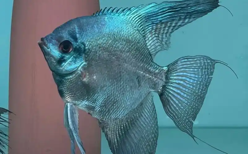 新添了一只阿凡达燕鱼