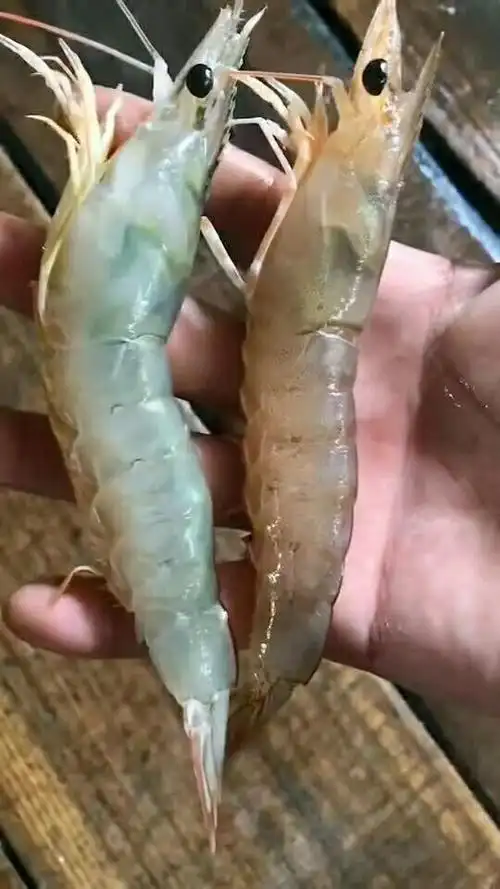 [玫瑰][爱心][拥抱]爆款之卢虾～外地叫麻虾