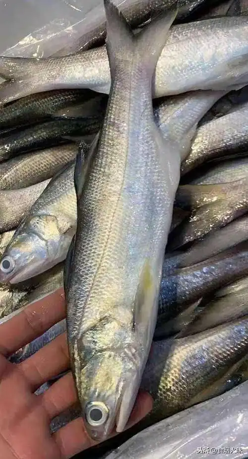 马友鱼多少钱一斤(休渔期结束) - left生活科普小知识大全