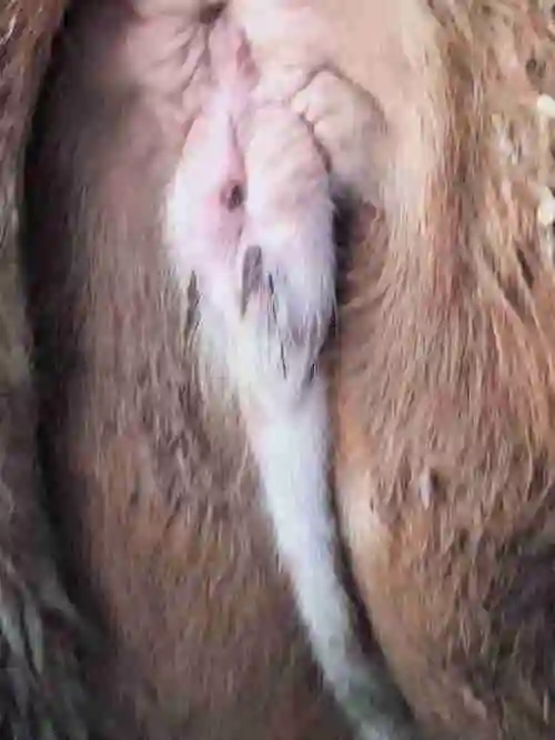 牛水门红肿是什么原因或者是什么病