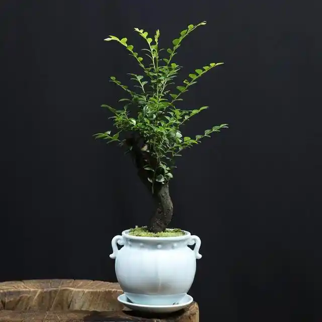 从古至今,小叶紫檀就有着非凡的价值,是古代帝王专属木材,因此也被称