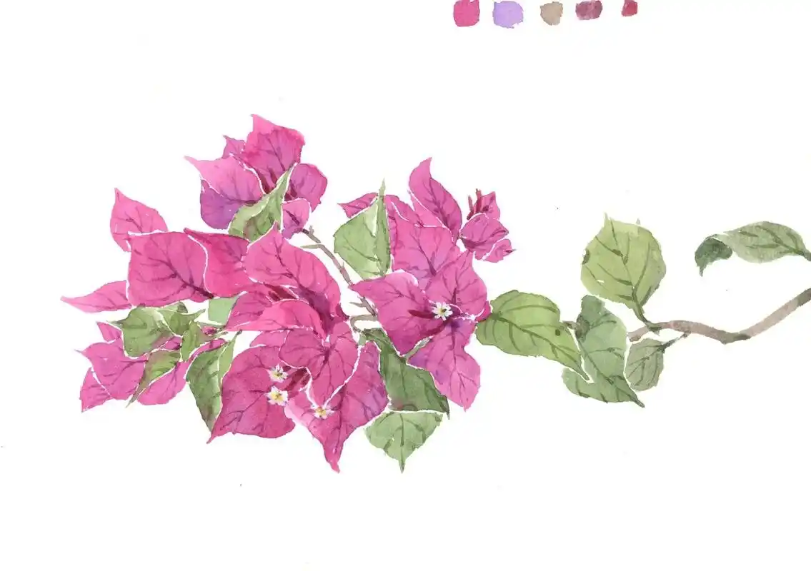 水彩手绘三角梅.三角梅也太美了!#水彩花卉 #水彩 #一起 - 抖音