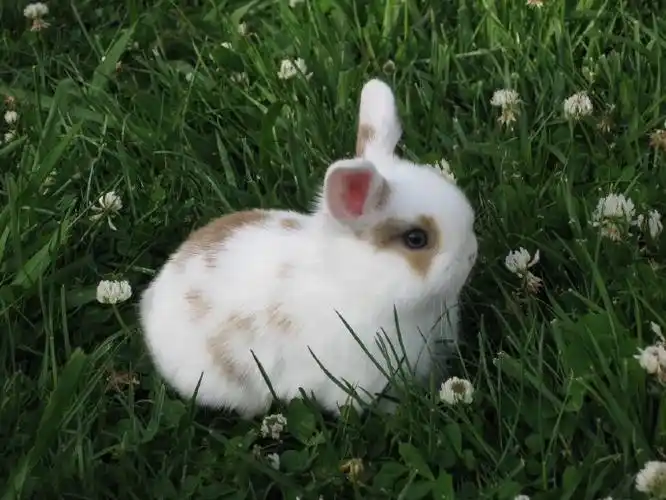 #兔兔#