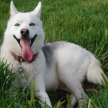 哈士奇头像 帅气调皮的二哈头像图片_可爱头像_头像大全_抖音头像