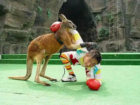 袋鼠表演_动物表演_表演项目_吴桥县龙欢杂技团