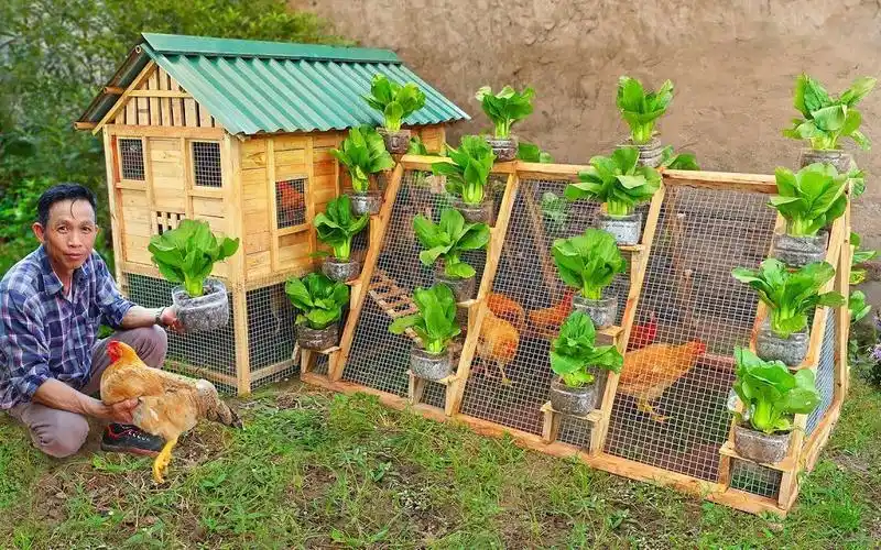 在丈母娘家建造鸡舍,老婆说我吃饱了撑的,结果造好后老婆傻眼了