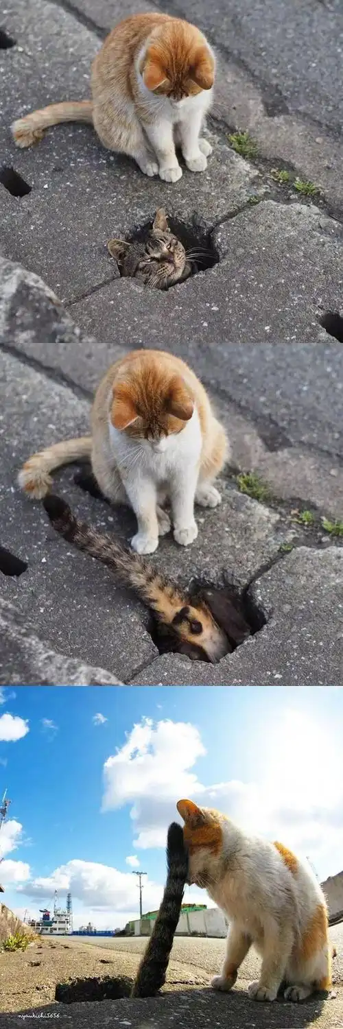 地洞里到底有什么啊……原来这些猫咪喜欢这样啊