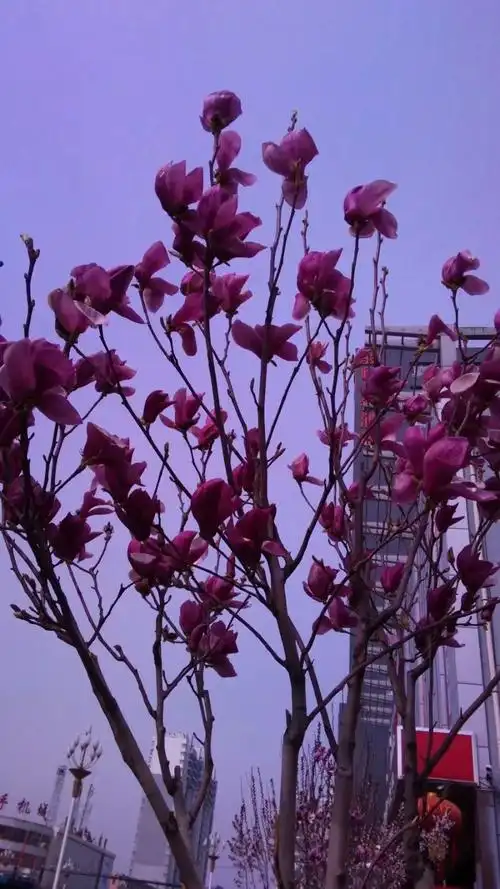 紫色的玉兰花姿态妩媚,清雅高洁.