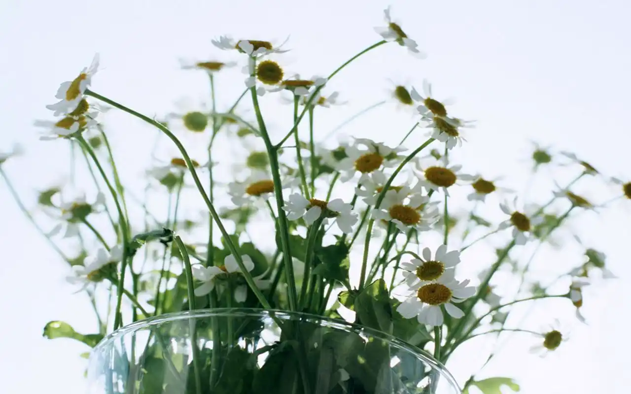 室内小清新花艺风景图片桌面壁纸,简约精致的小清新室内花艺风景图片