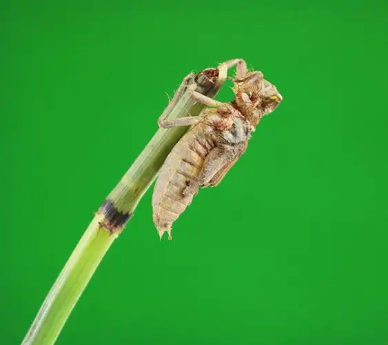 蜻蜓幼虫吃什么食物?