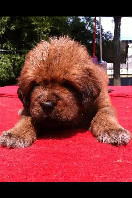 我家的小藏獒 喜欢的大家帮我顶起