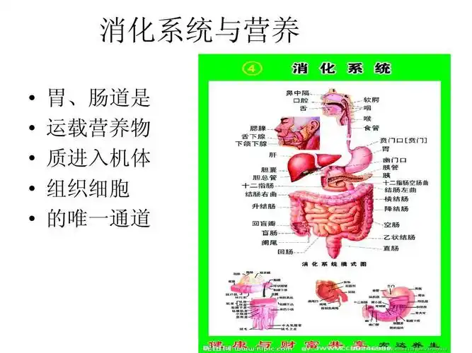 消化系统与营养           胃,肠道是 运载营养物 质进入机体 组织