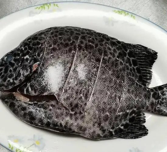 清蒸黑鲷鱼肉质鲜嫩鲜美不腥