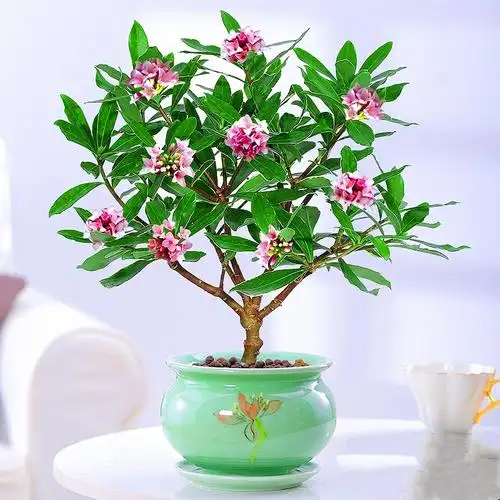 金边瑞香盆栽浓香香型花苞室内老桩客厅观花花卉