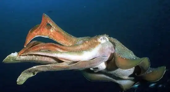 巨型大王乌贼图片大全出航1000次才终于拍到罕见身姿2