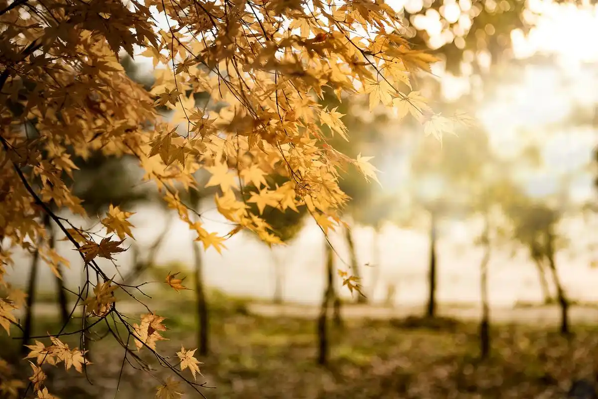 在秋天的某一个黄昏, 邂逅了一位女子, 她的容颜如同晚霞般温柔.