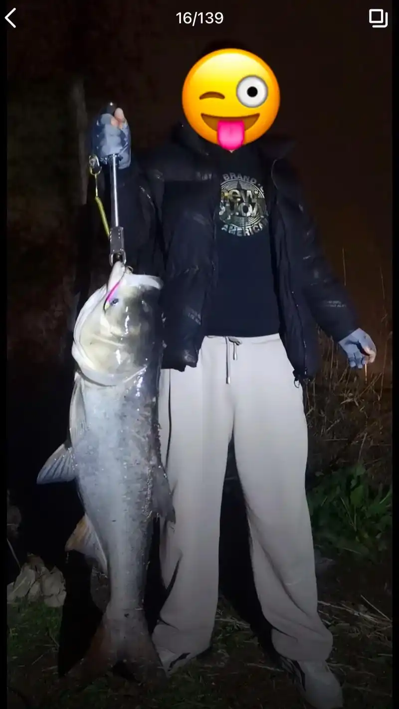 毒牙铅笔鲢鳙集锦.第一张图是4月份毒牙刚上市中的一条鲢鳙,4 - 抖音