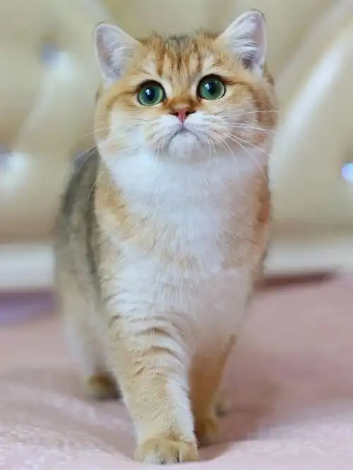 金渐层小妹妹圆圆大绿眼能吃能睡