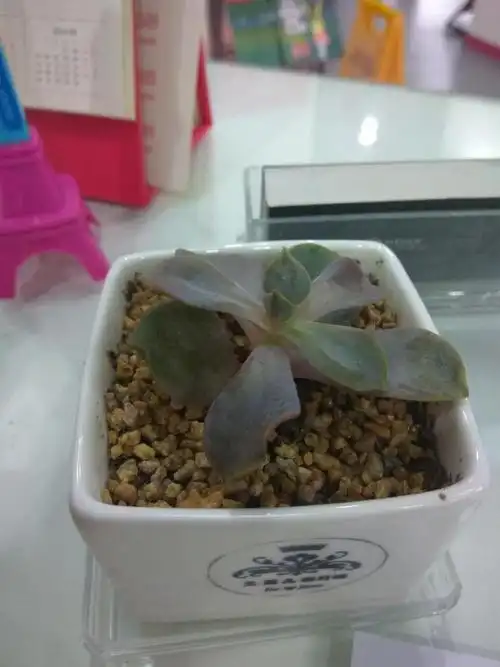 图中多肉叶子发软变皱,每周浇水一次,是不是浇水多了的原因,有什么