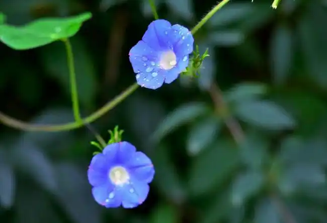 写情书的最高意境