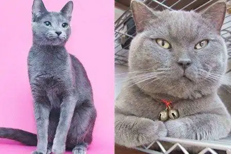 俄罗斯蓝猫和英国短毛猫的区别,作为铲屎官的你知道吗?