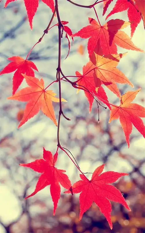 代表思念的美丽枫叶唯美图片高清手机壁纸