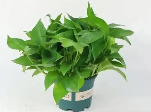 家里有绿萝的注意了!这4个地方千万不要摆放,看完涨了