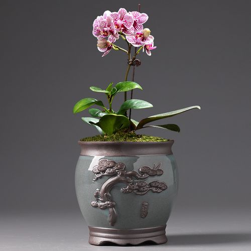 花盆蝴蝶兰专用陶瓷紫砂中号兰花盆栽特价清仓花盆