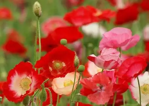 角罂粟花的花语是什么角罂粟花花语大全及传说故事