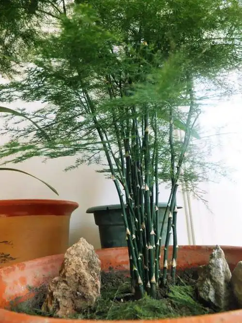 养了20年的文竹,长出刺来了,还越来越茂盛了!