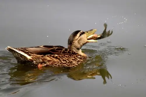 【鸟——【野鸭】叼鱼】 第 9 幅查看大图曝光:1/800 sec光圈:f5.