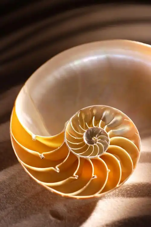 海螺(海螺门窗)