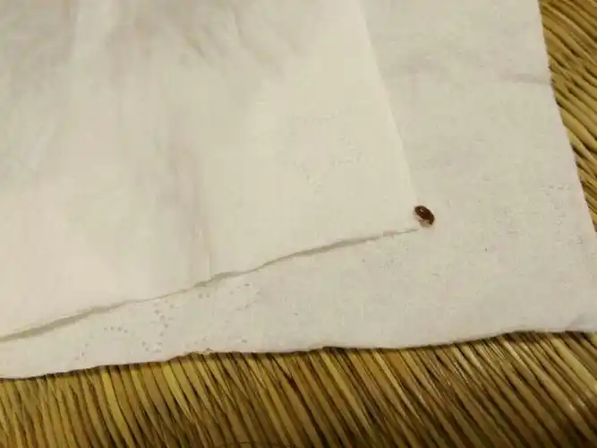 这是什么虫子,很小.