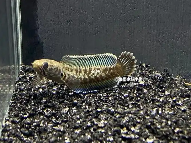 雷龙鱼  #鱼  #阿萨姆奶茶雷龙鱼