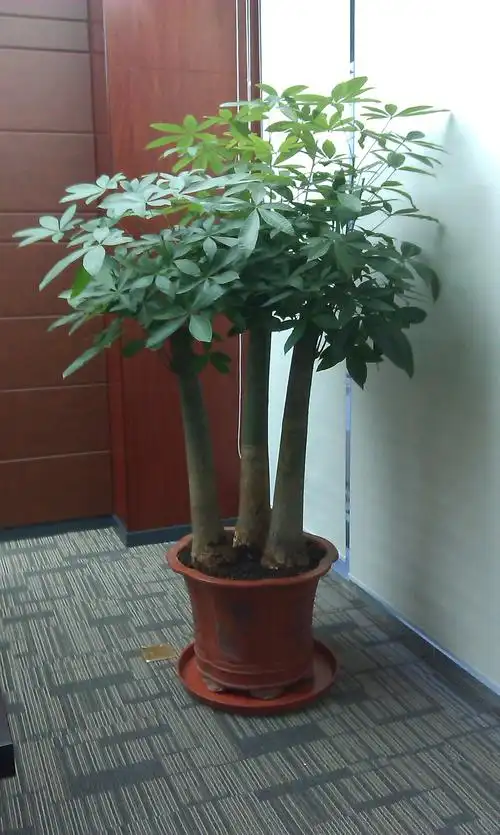 大三支发财树_产品中心_深圳花卉租赁,深圳绿化景观养护,深圳园林绿化