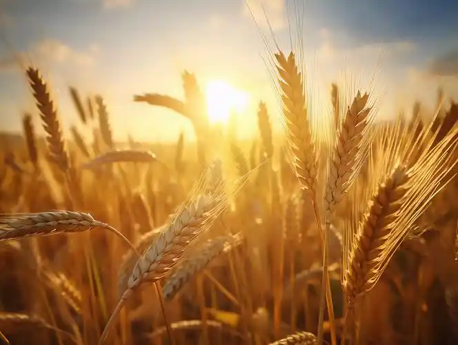 阳光照耀下的立秋成熟麦穗特写粮食丰收的秋天