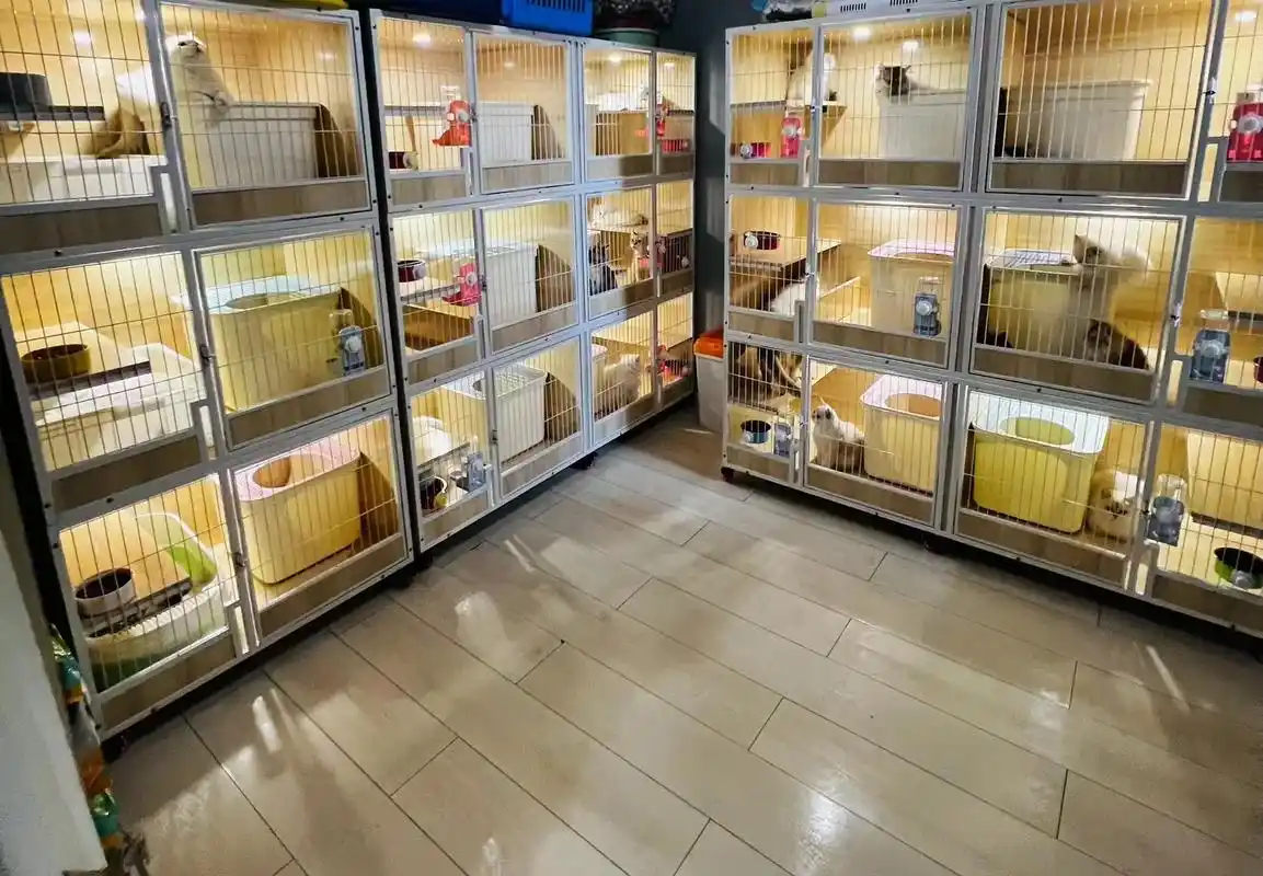 猫舍繁育笼寄养笼 透气性非常好 性价比高.采用烤漆铁艺笼 实 - 抖音