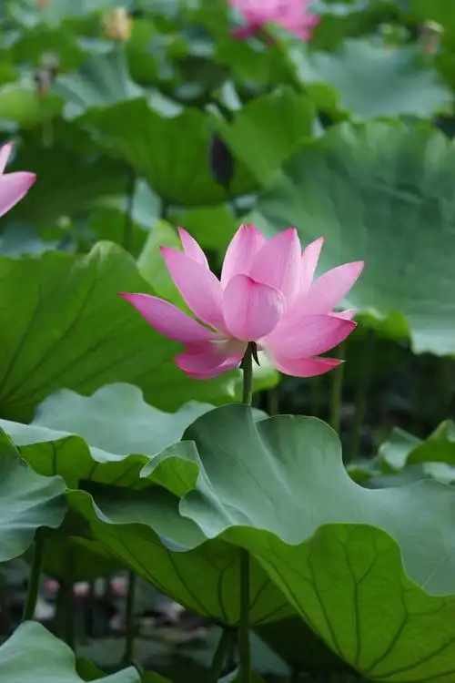 【图片2】又去拍了次荷花--蜂鸟论坛照片套图